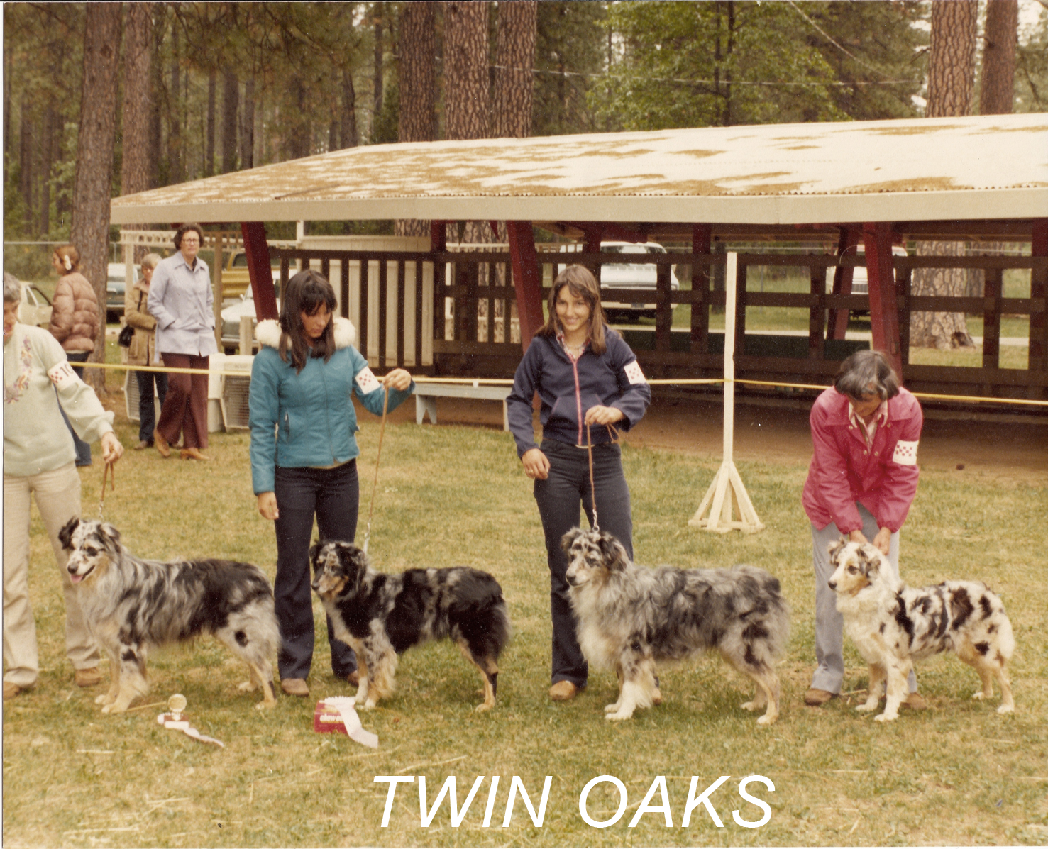 TWIN OAKS: The California Branch on the Australian Shepherd family tree