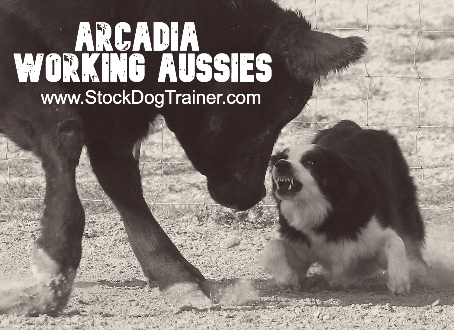 When Aussie working dogs don't work - Australian Geographic